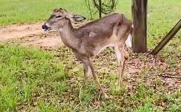 Wildlife officials hold meeting in Bonifay as state braces for more cases of deer disease