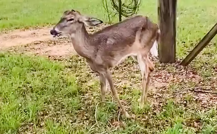 deer wasting