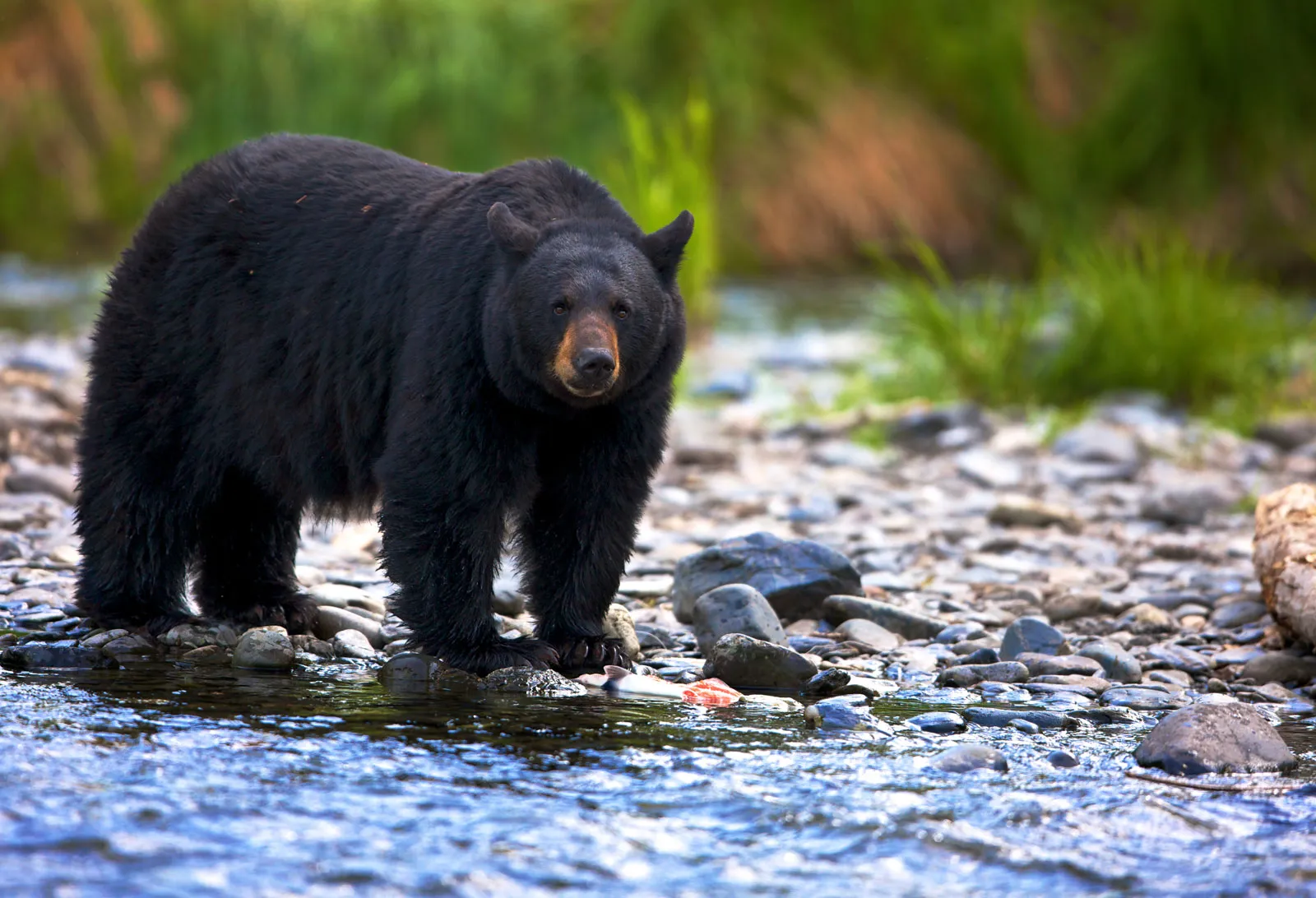 FILLER_BEAR_KILL_010726